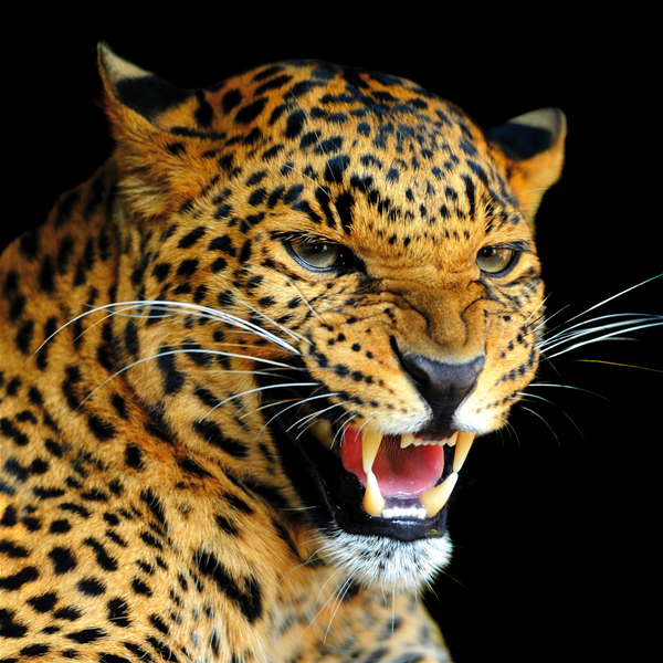 LEOPARD - Модерна италианска принт картина