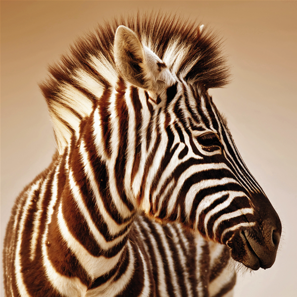 LA ZEBRA - Модерна италианска принт картина
