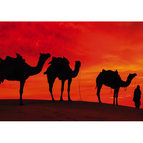 CAMMELLI nel DESERTO - Модерен фото принт