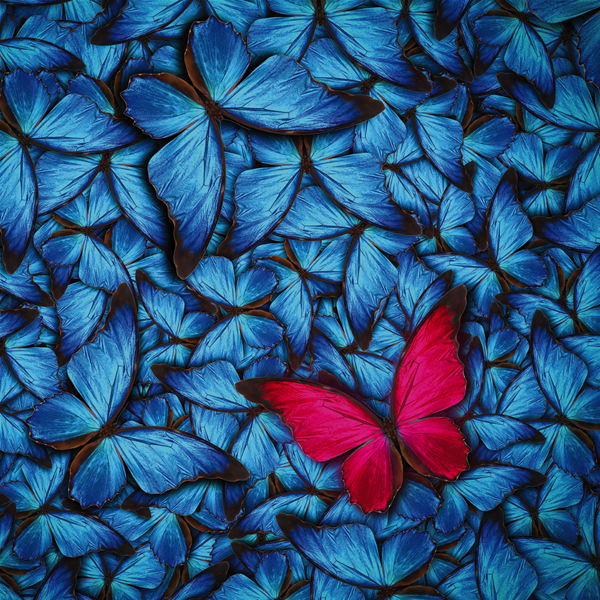 FARFALLA MAGENTA - Модерен фото принт