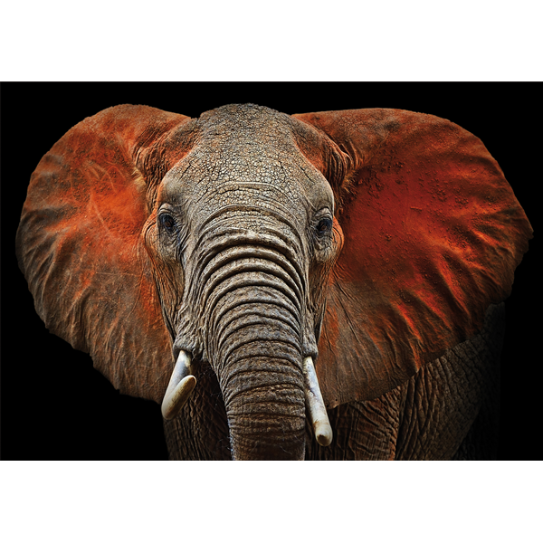 ELEFANTE - Модерен фото принт