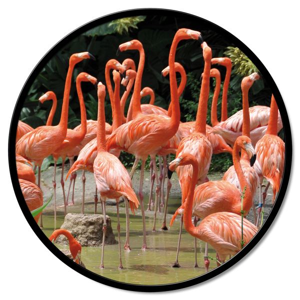 FLAMINGO 