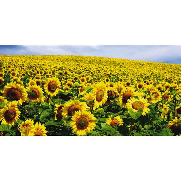 CAMPO di GIRASOLI - Модерен фото принт