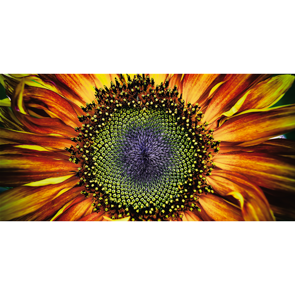 GIRASOLE - Италианско пано за стена