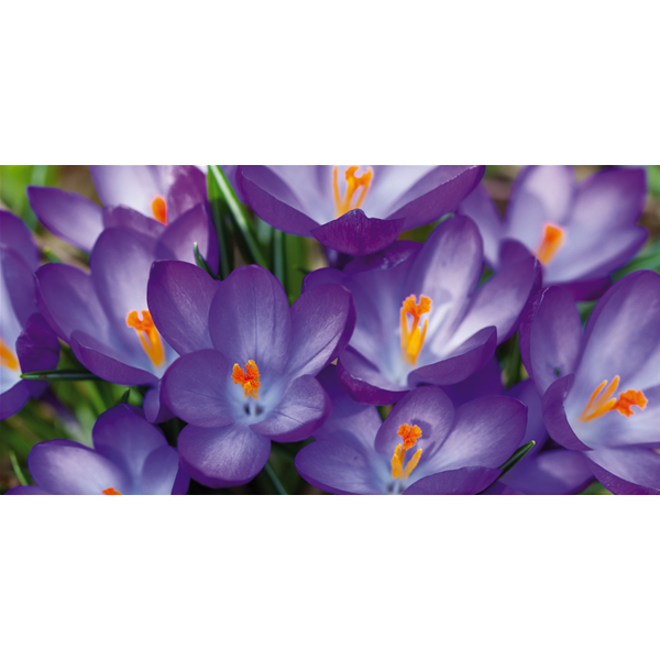 MUGHETTO VIOLA - Фото принт картина за стена