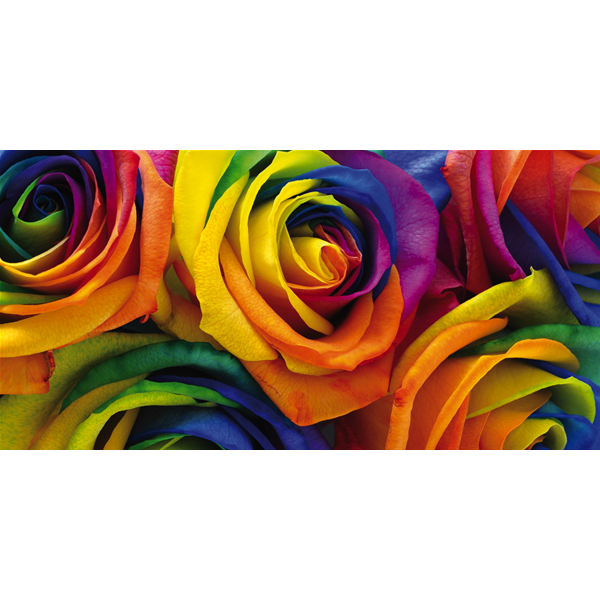 ROSA VARIOPINTA - Модерна принт картина
