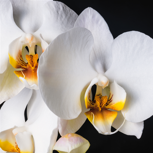 ORCHIDEA - Фото принт картина за стена 
