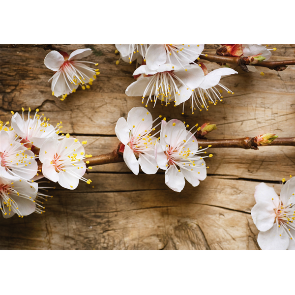 CILIEGIO in FIORE - Модерен фото принт