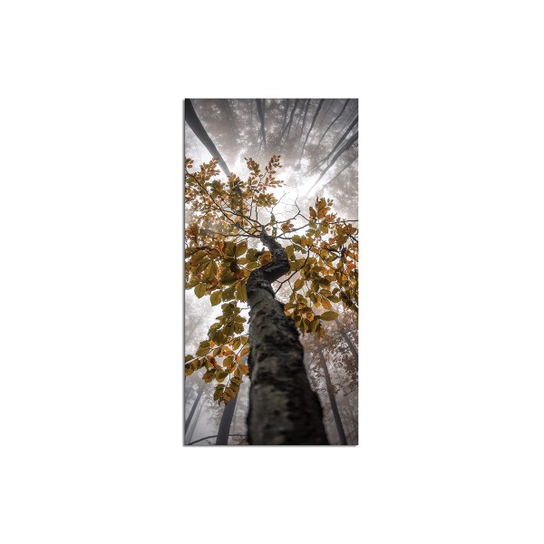Albero