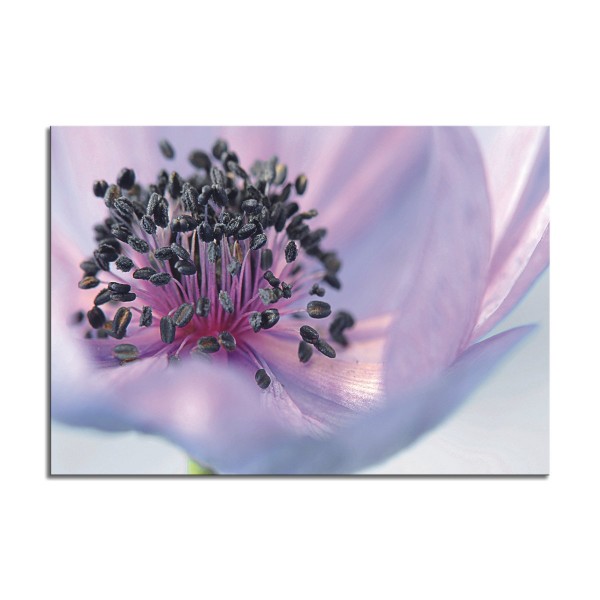 Anemone